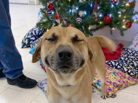 Eugene the dog smiling in front of a Christmas tree